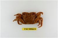 藏品(中型東方蟹)的圖片